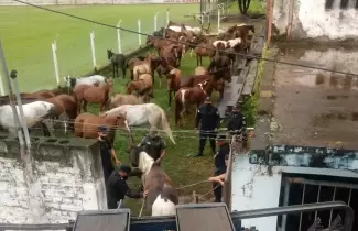 CABALLOS