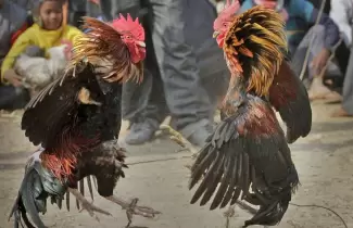 pelea-de-gallos