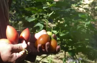 entrega-productores1