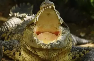 cocodrilo