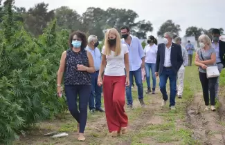 cannava