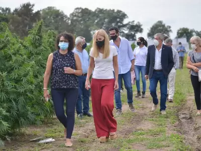 cannava