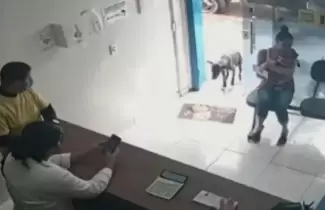 perro-veterinaria