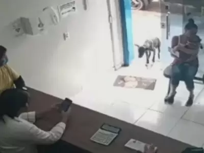 perro-veterinaria