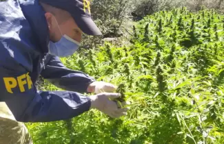 sierras-de-cordoba-marihuana
