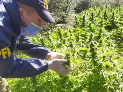 sierras-de-cordoba-marihuana