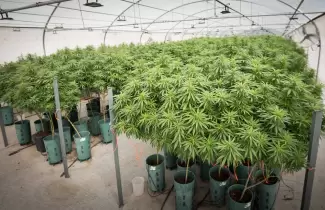 cannabis