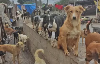 perritos