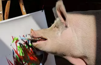 pigcasso-2