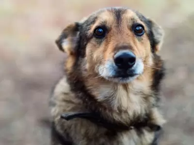 perro-adopcion