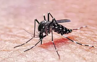 dengue-4