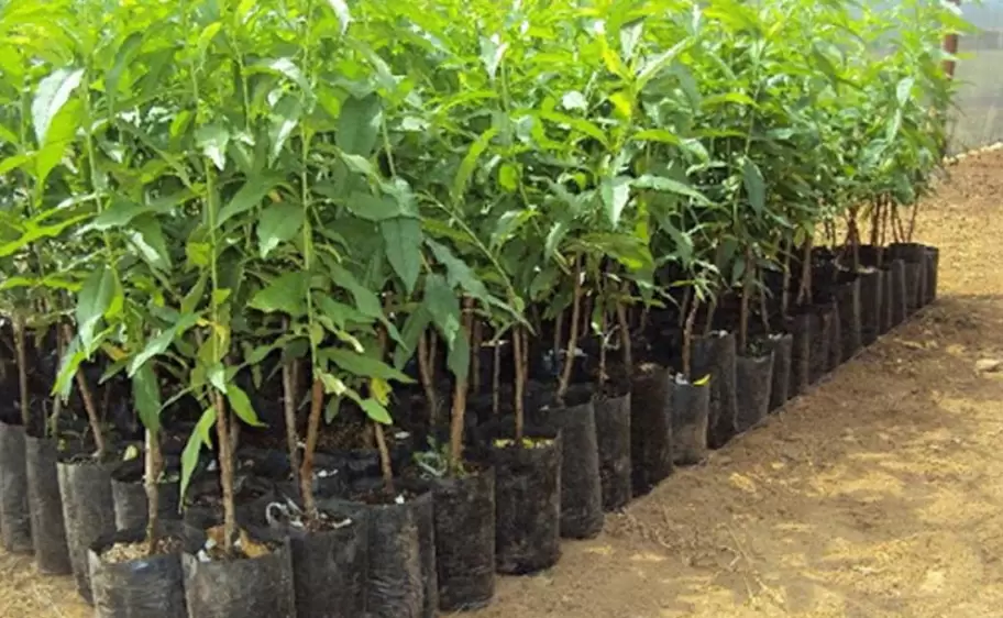 plantiles-de-arboles