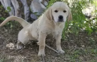 perrito-fue-envenenado