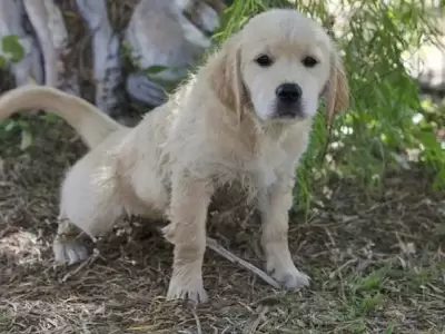 perrito-fue-envenenado