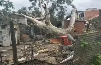 arbol-perico-caido