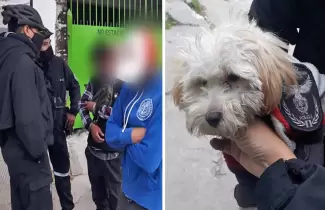 perro-robado-en-san-pedro
