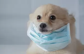 perro-barbijo