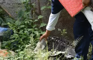 dengue