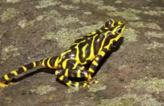 rana