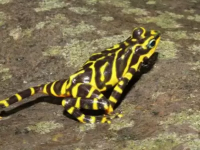 rana