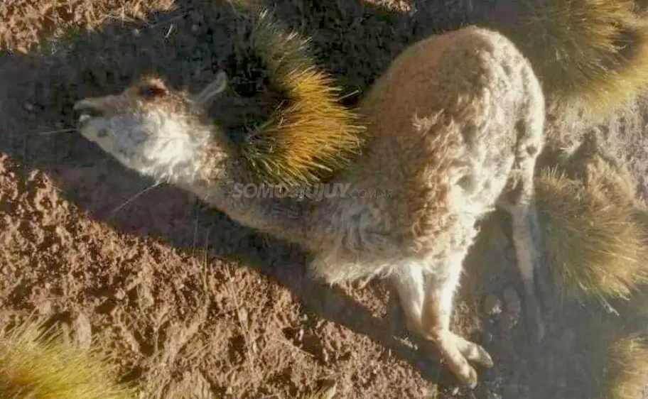 Caza de vicuñas en la Puna - 2022