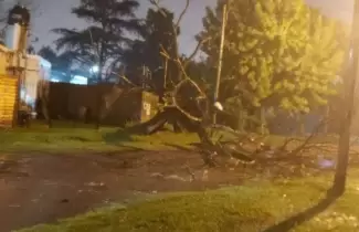 arbol-caido