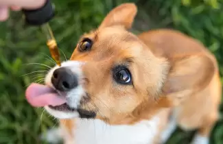 cannabis-veterinario