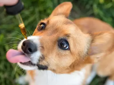 cannabis-veterinario
