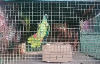 loros-1