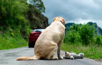 maltrato-animal-1