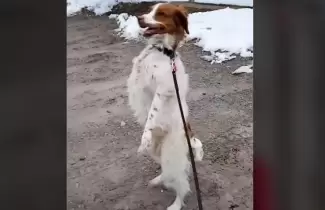 perro-carmina-erguido