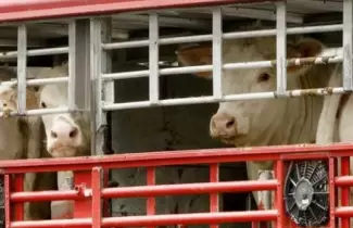 VACA-EN-CAMION-