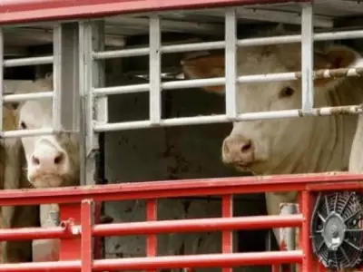 VACA-EN-CAMION-