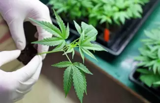 cannabis