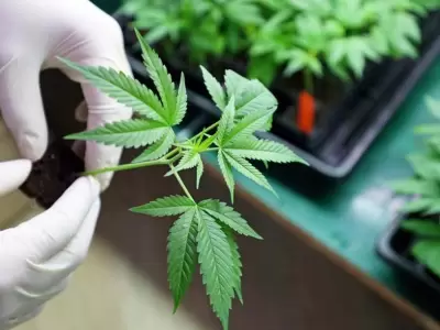 cannabis
