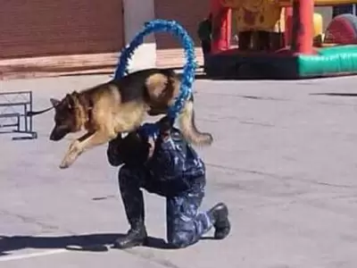 exhibicion-perros-policias