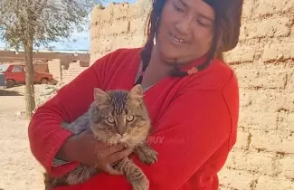 covid-gatito