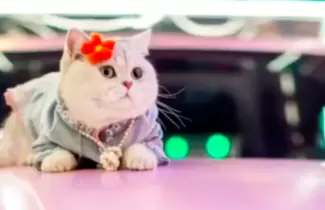 gato-modelo-china