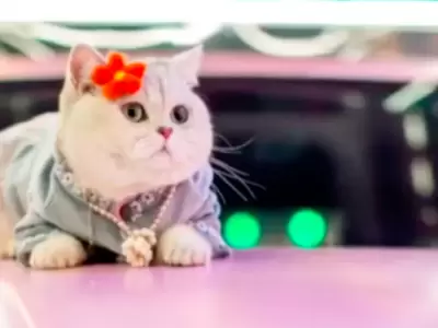 gato-modelo-china