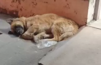 Perro-durmiendo-en-la-Terminal-
