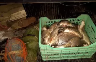 Pesca-ilegal-en-Palma-Sola