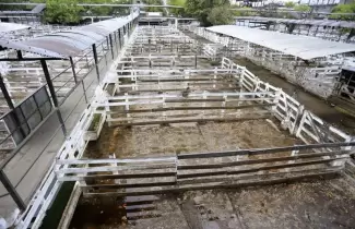 campo-paro