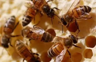 abejas