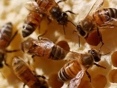 abejas