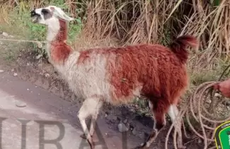 llama-