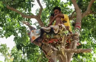joven-arbol-india