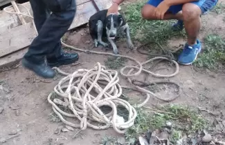 perro-monterrico