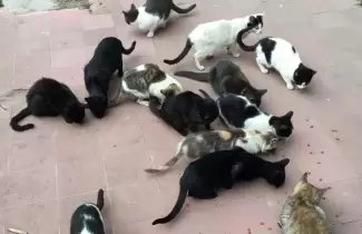 gatos-de-palpala