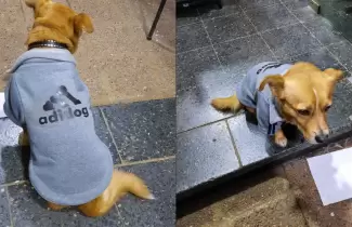 Perro-perico