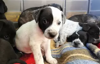 perrito